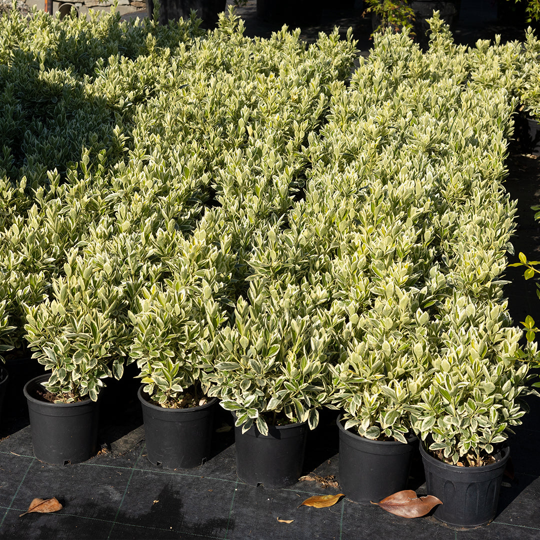 Euonymus Japonicus Bravo - Gümüşi Taflan