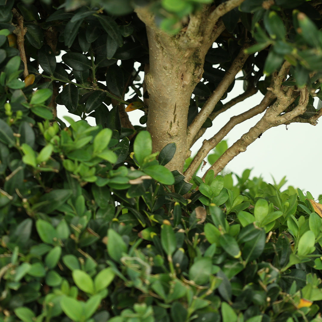 Buxus sempervirens spiral - Şimşir spiral formlu (140-160 cm)