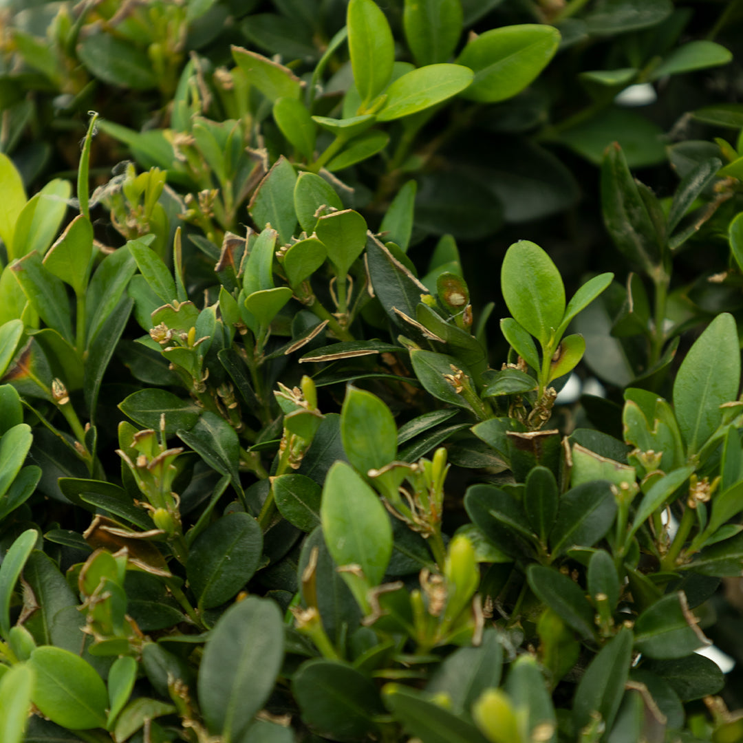 Buxus sempervirens spiral - Şimşir spiral formlu (140-160 cm)