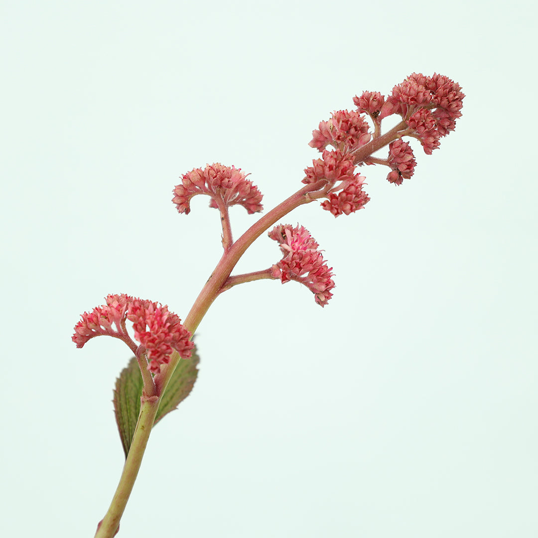 Rodgersia Pinnata Superba  - Rodgersia (3 Lt)