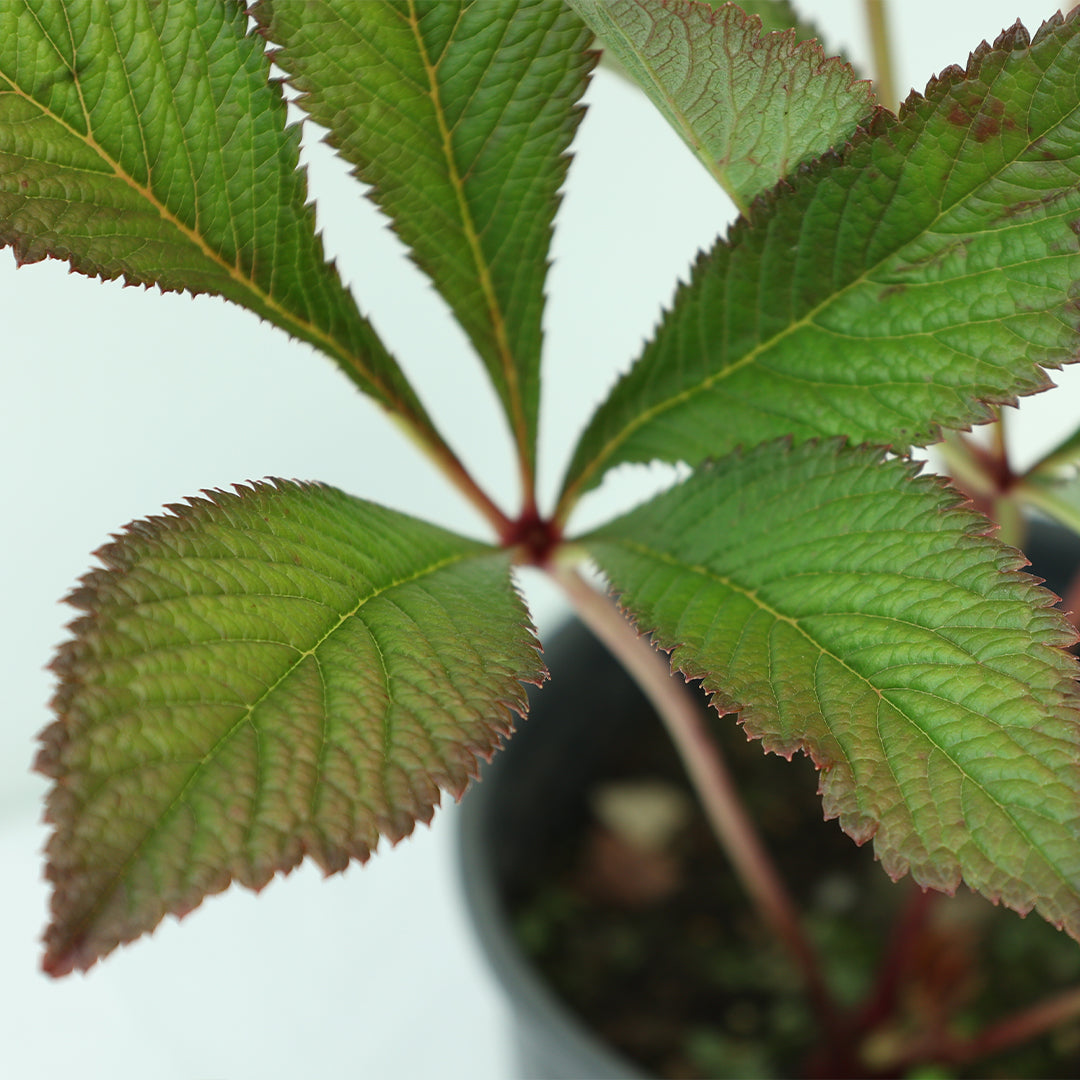 Rodgersia Pinnata Superba  - Rodgersia (3 Lt)