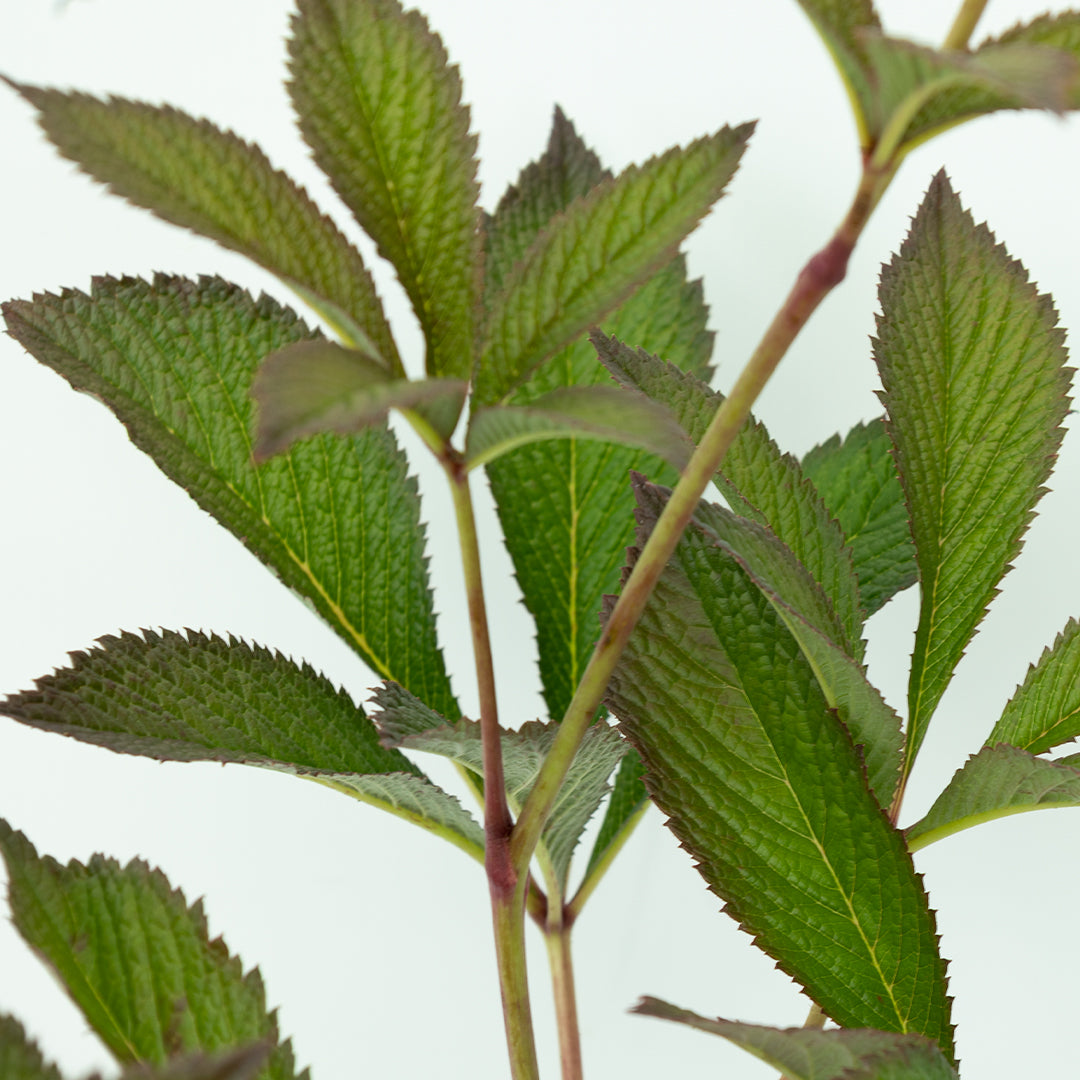 Rodgersia Pinnata Superba  - Rodgersia (3 Lt)