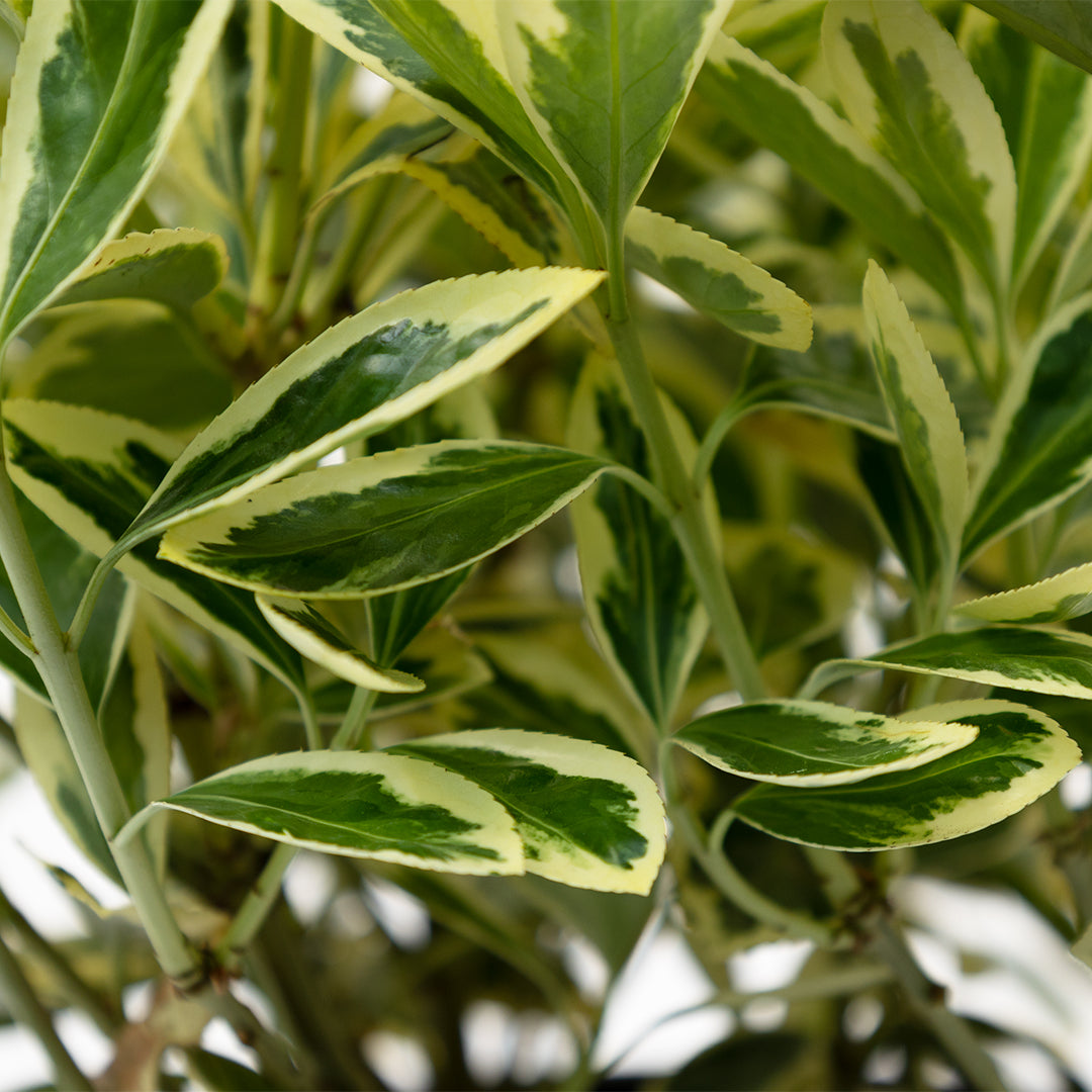 Euonymus Japonicus Bravo - Gümüşi Taflan