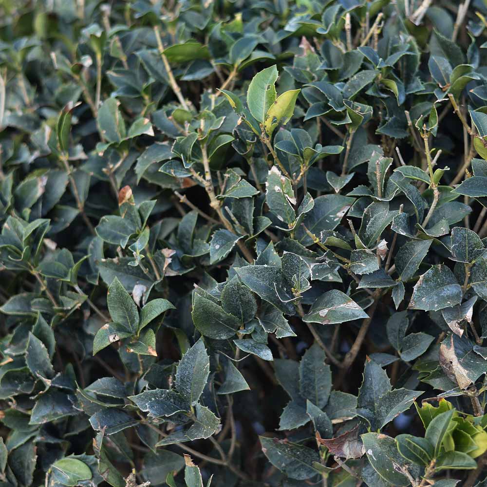 Osmanthus aquifolium palla - Osmantus top (100-120 cm)