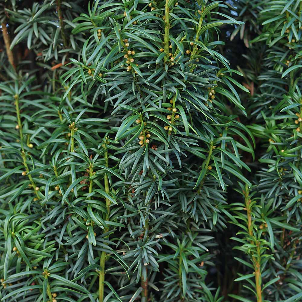 Taxus Baccata Fastigiata Aurea - Porsuk Altuni Sütun (225-250 cm)