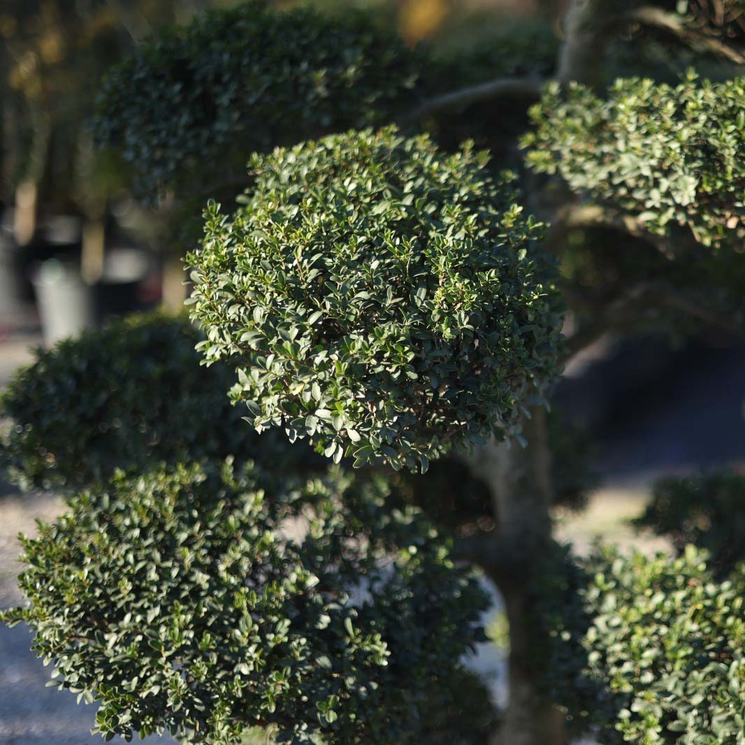 Ilex crenata bonsai - Ilex Bonsai (160 Lt)