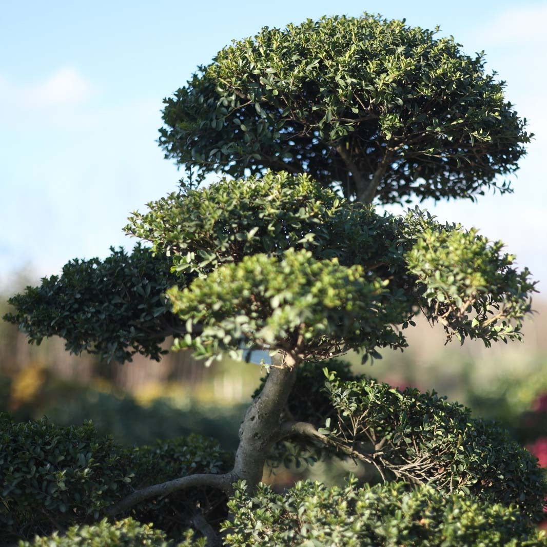 Ilex crenata bonsai - Ilex Bonsai (160 Lt)