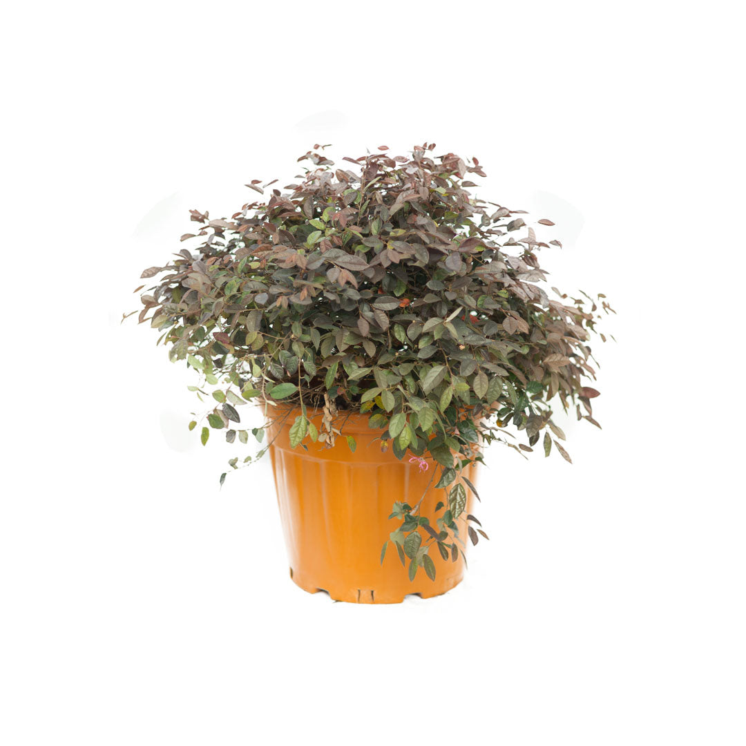 Loropetalum chinense ball - Bordo yapraklı rüya çiçeği top (40-50 Cm)