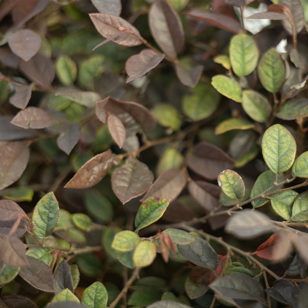 Loropetalum chinense ball - Bordo yapraklı rüya çiçeği top (40-50 Cm)