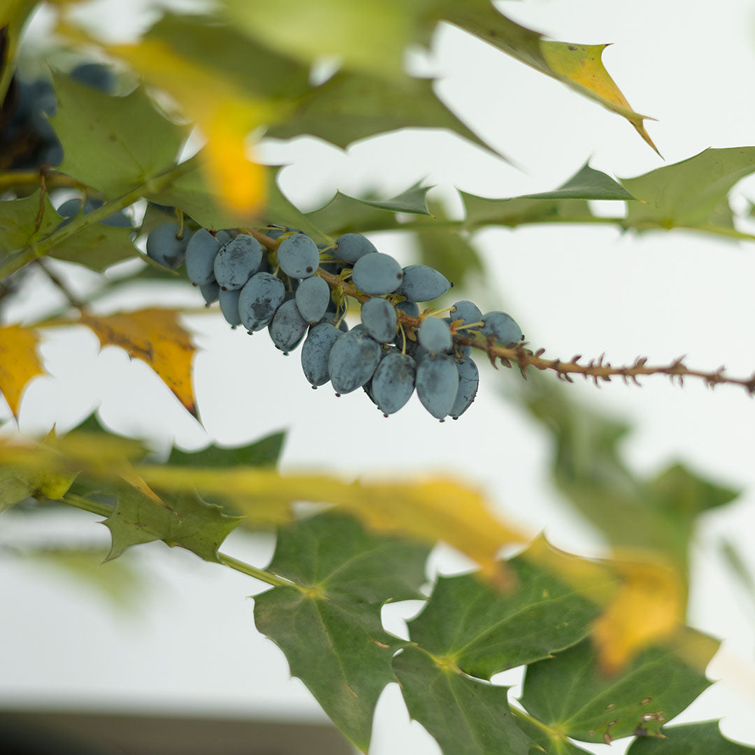 Mahonia Media X Charity - İthal Dikenli Mahonya (100-125 cm)