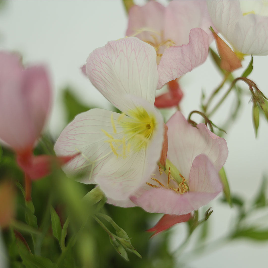 Oenthera berlandierii - Ezan çiçeği (10-20 cm)