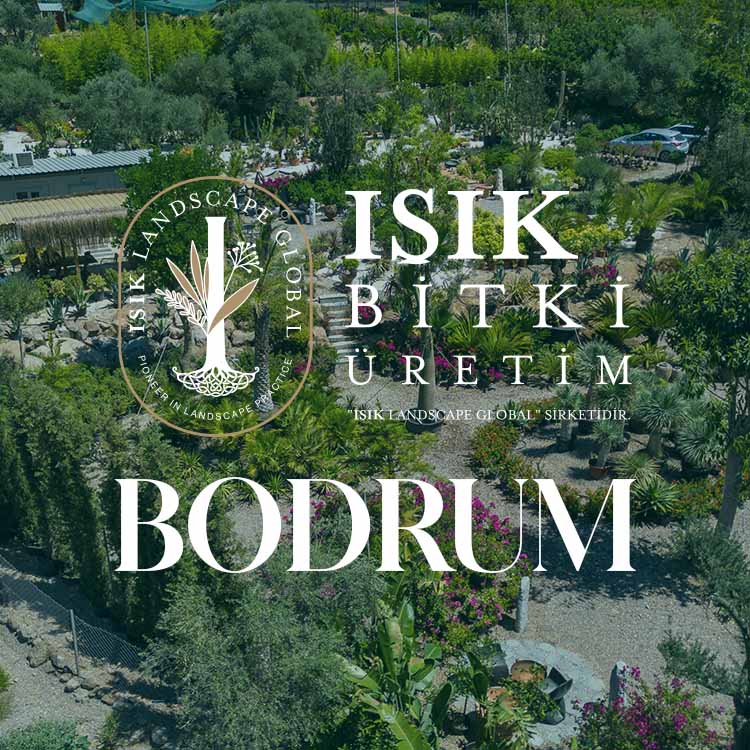 Viburnum Tinus Lucidum Cassetta - Hazır Kartopu Çit (100 X 100 cm )