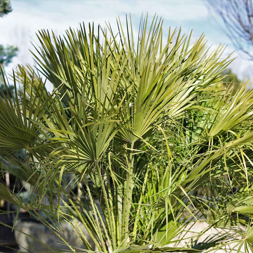 Chamaerops humilis - Bodur palmiye (125-150 cm)