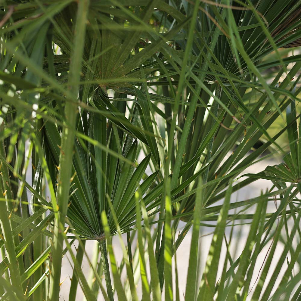 Chamaerops humilis - Bodur palmiye (125-150 cm)