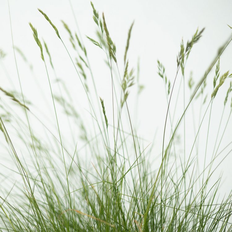 Festuca Glauca - Mavi Yumak (30-40 cm)