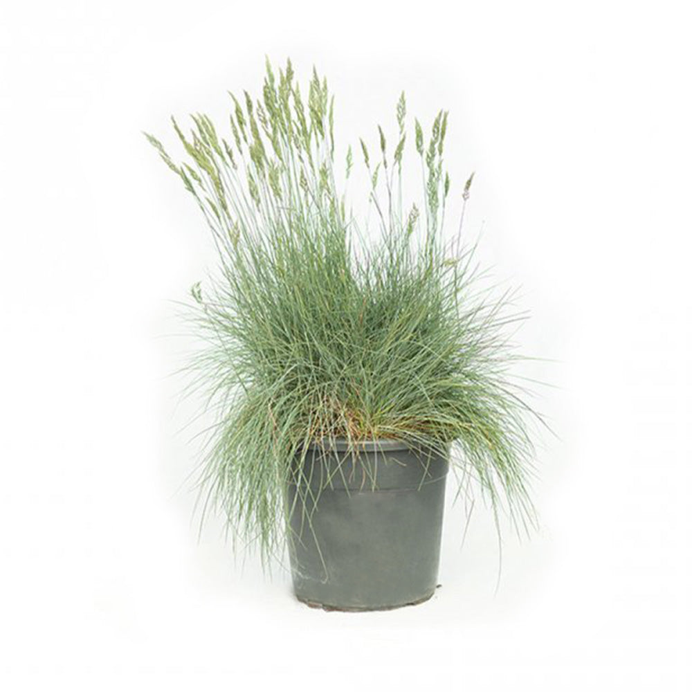 Festuca Glauca - Mavi Yumak (30-40 cm)