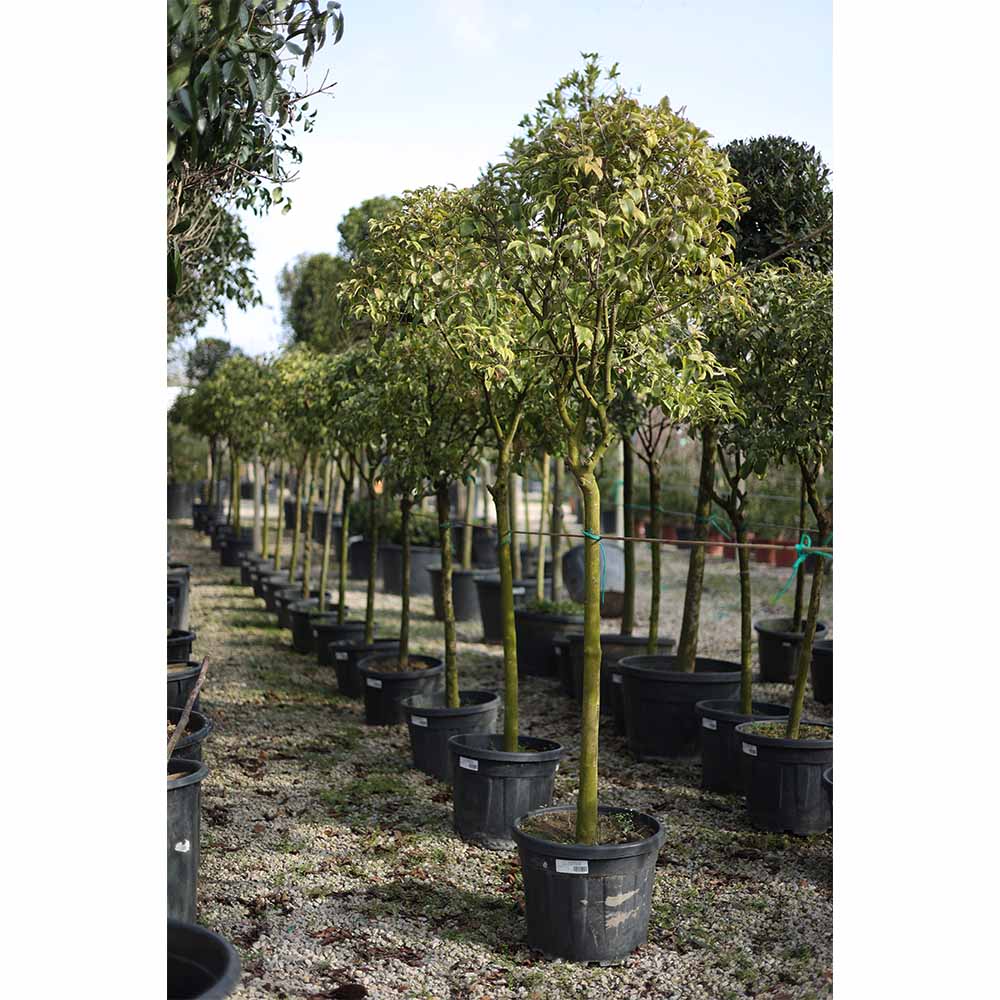 Ligustrum japonica tige - Kurtbağrı tijli (200-250 cm)