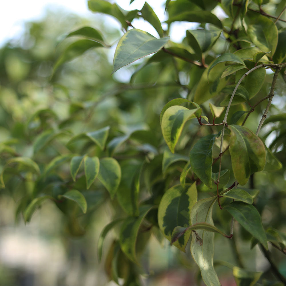 Ligustrum japonica tige - Kurtbağrı tijli (200-250 cm)