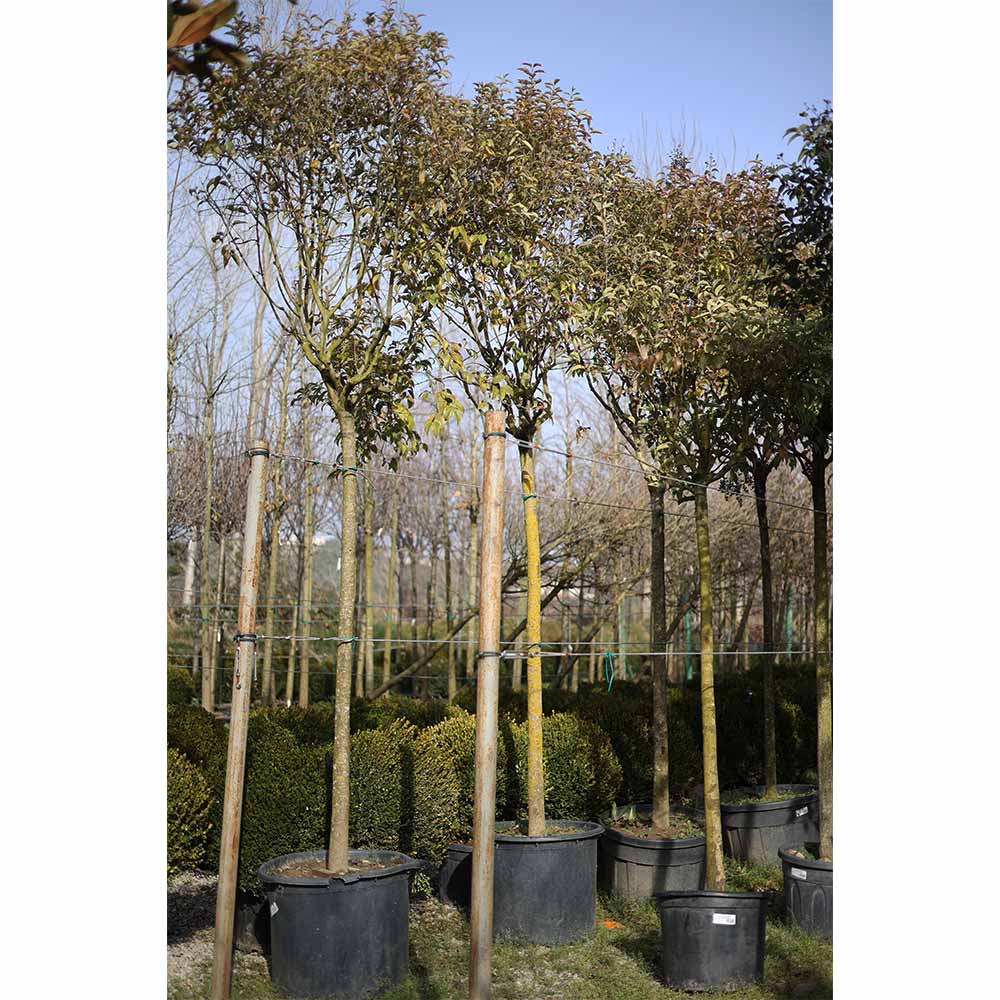 Ligustrum japonica tige - Kurtbağrı tijli (400-450 cm)