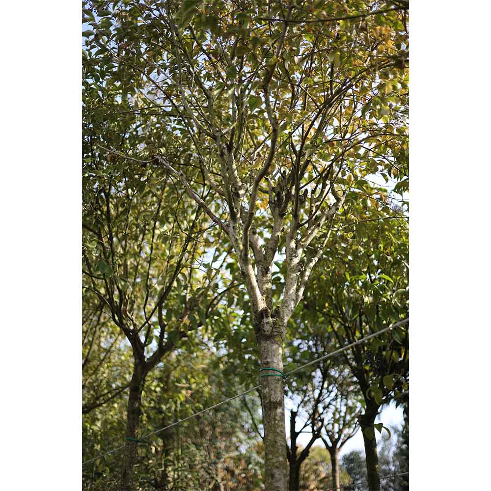 Ligustrum japonica tige - Kurtbağrı tijli (400-450 cm)