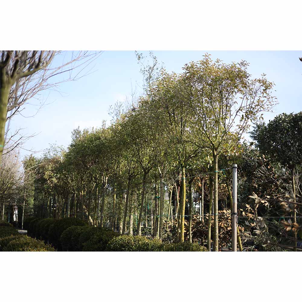 Ligustrum japonica tige - Kurtbağrı tijli (400-450 cm)