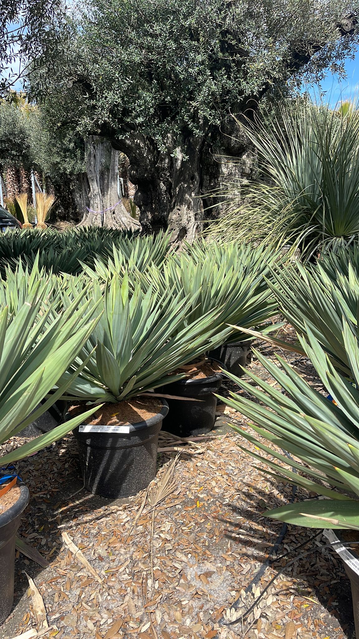 Yucca Glorıosa Lone Star - Sarı Yukka ( 60 - 70 cm)