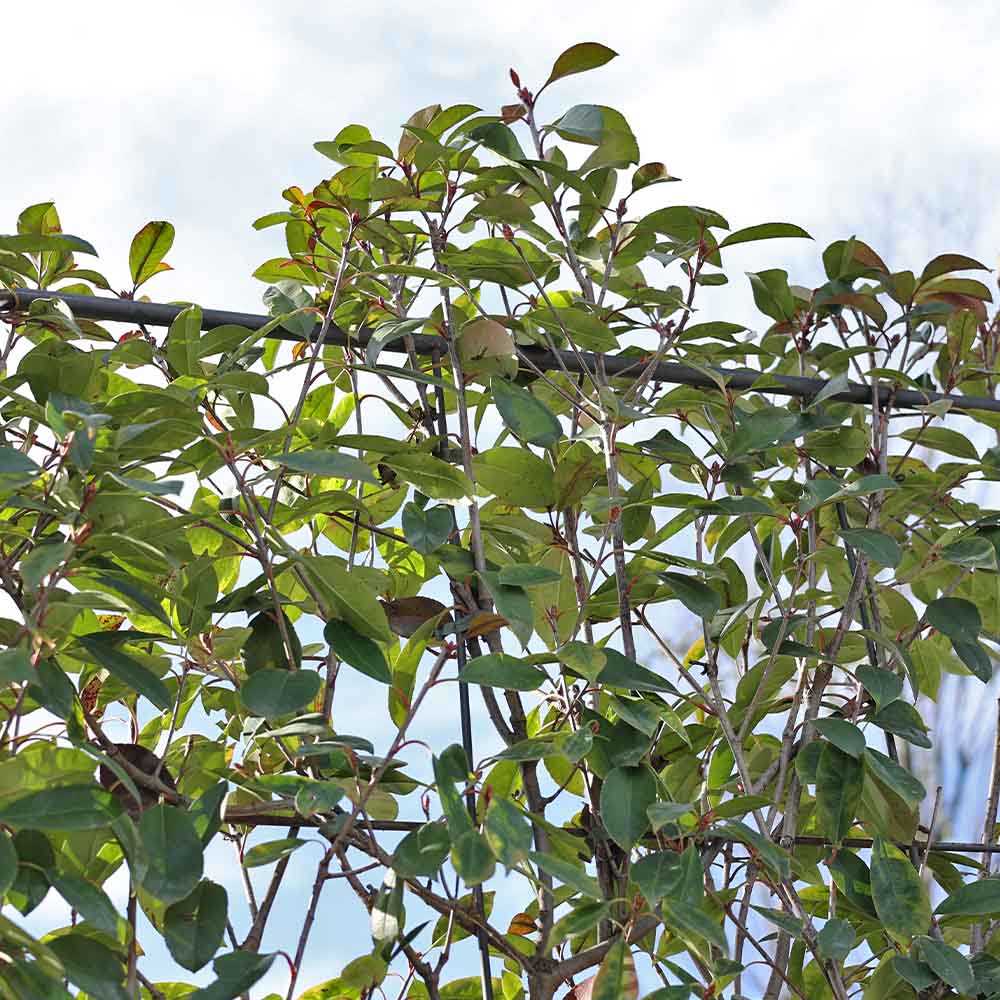 Photinia serrulata 'Red Robin' spalliera - Alev ağacı çit (35 Lt)