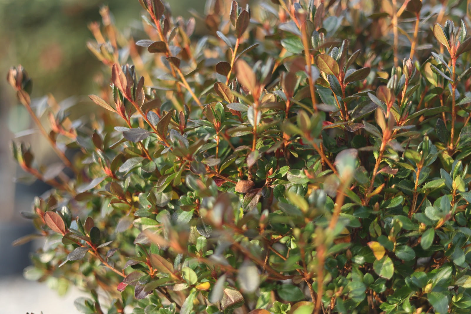 Azalea japonica dorothy hayden - Mini tijli açelya (100-120 cm)