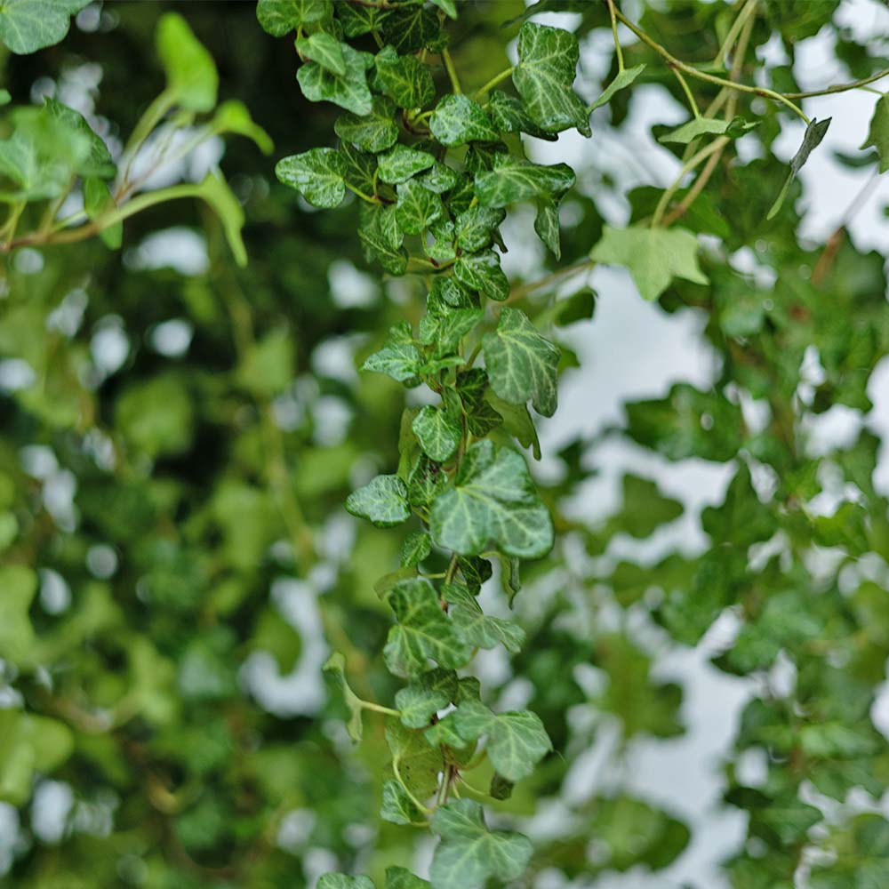 Hedera Helix Hibernica - Yeşil Yapraklı Orman Sarmaşığı