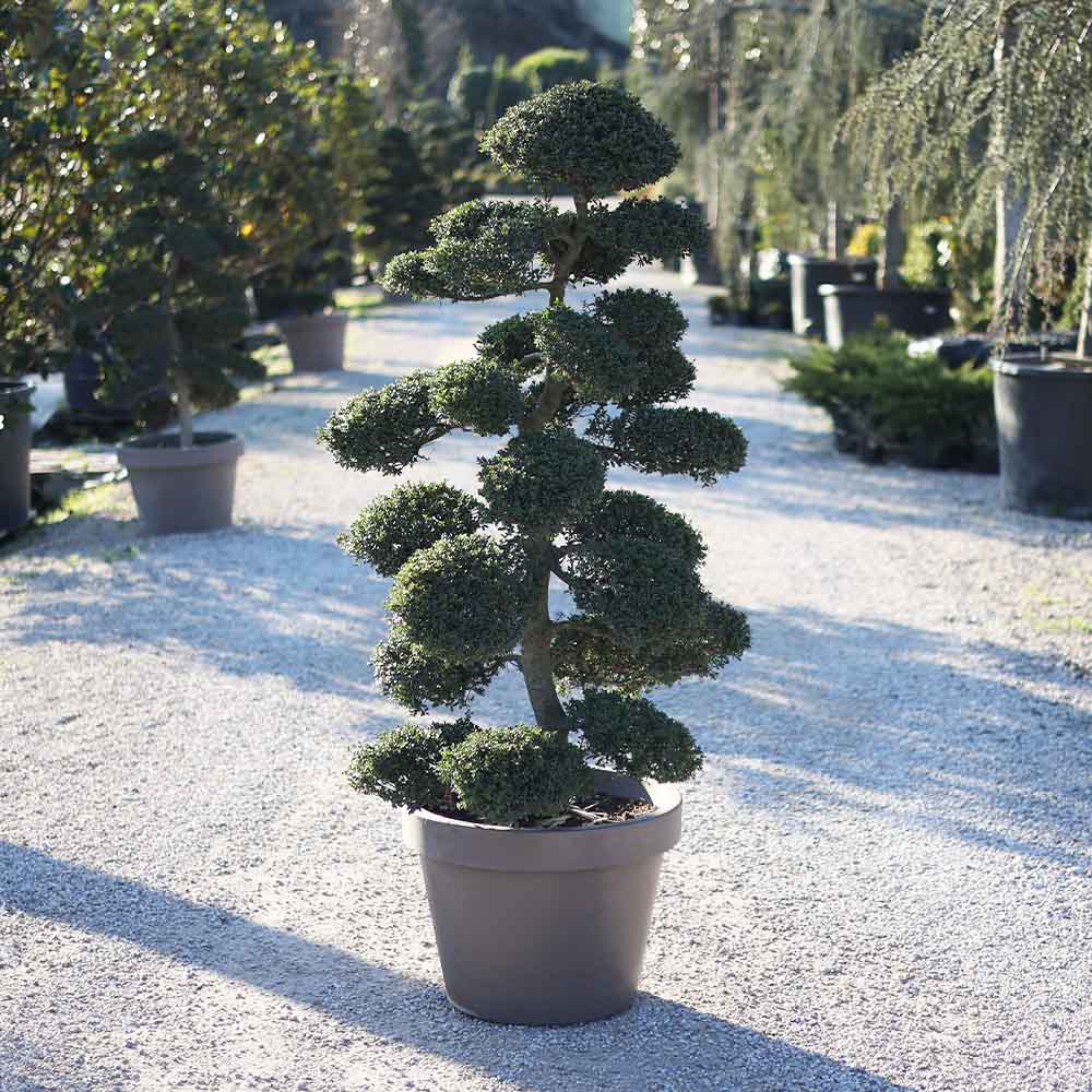 Ilex crenata bonsai - Bonsai çoban püskülü (170 cm)