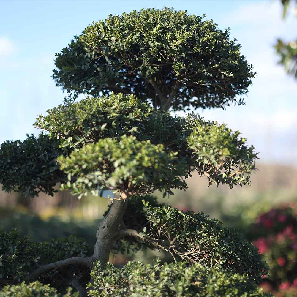 Ilex crenata bonsai - Bonsai çoban püskülü (170 cm)