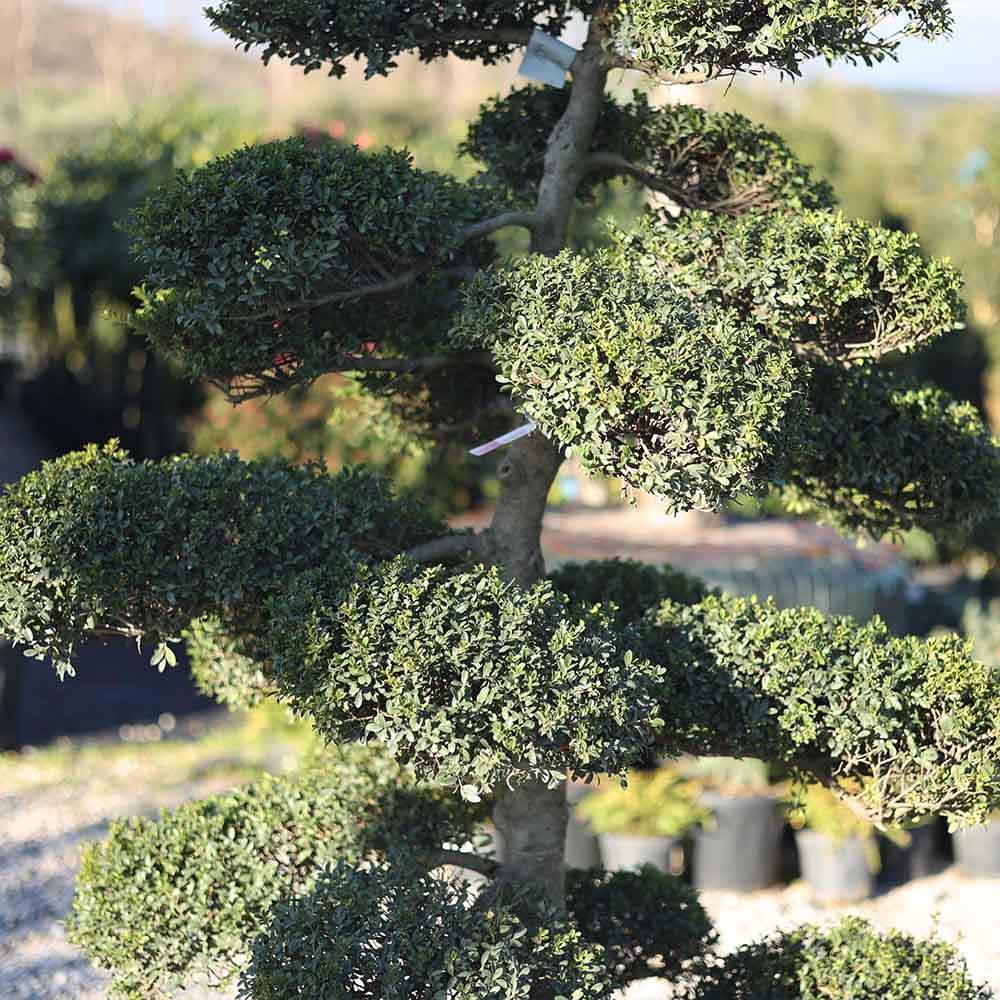 Ilex crenata bonsai - Bonsai çoban püskülü (170 cm)