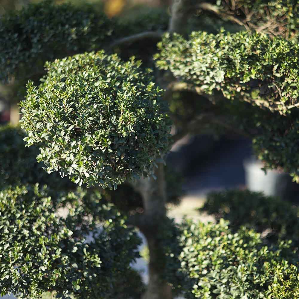 Ilex Crenata Cıotola - Ilex Bonsaı (180-200 cm)