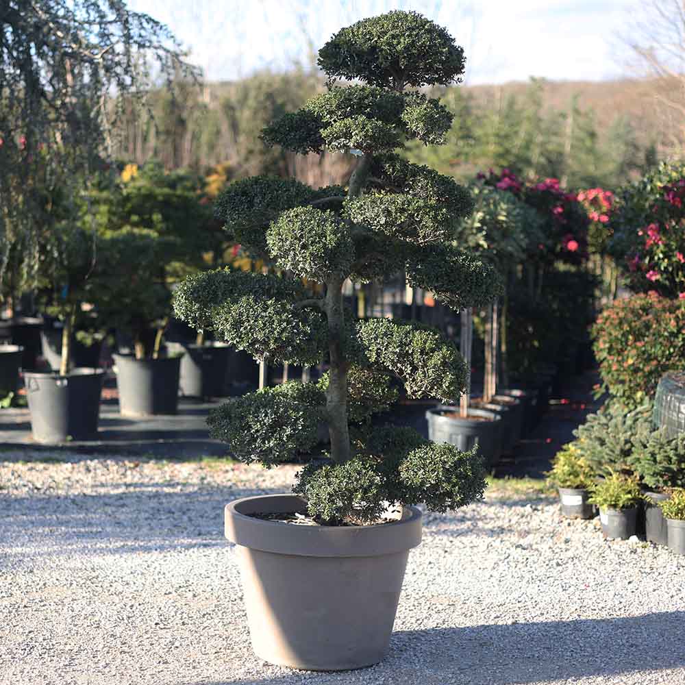 Ilex crenata bonsai - Bonsai çoban püskülü (170 cm)