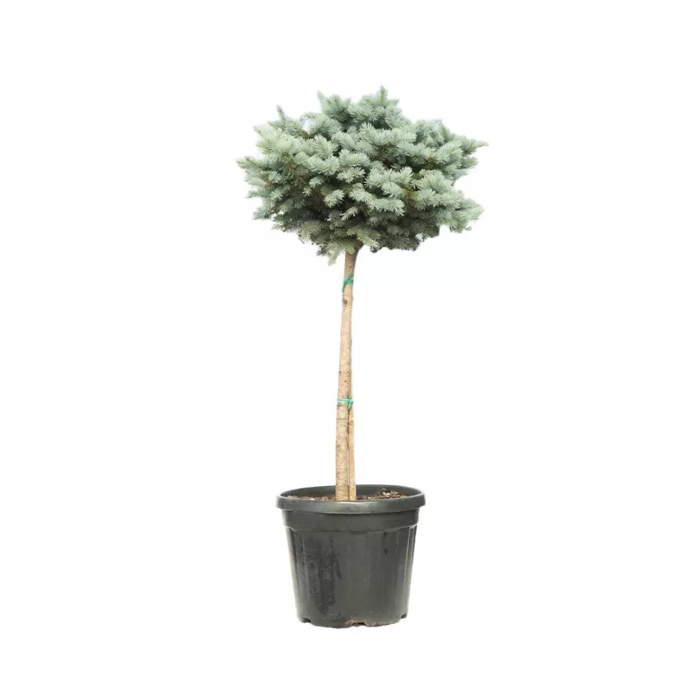 Picea Pungens Glauca Globosa Tige - Mavi Ladin Mini Tijli (100-125 cm)