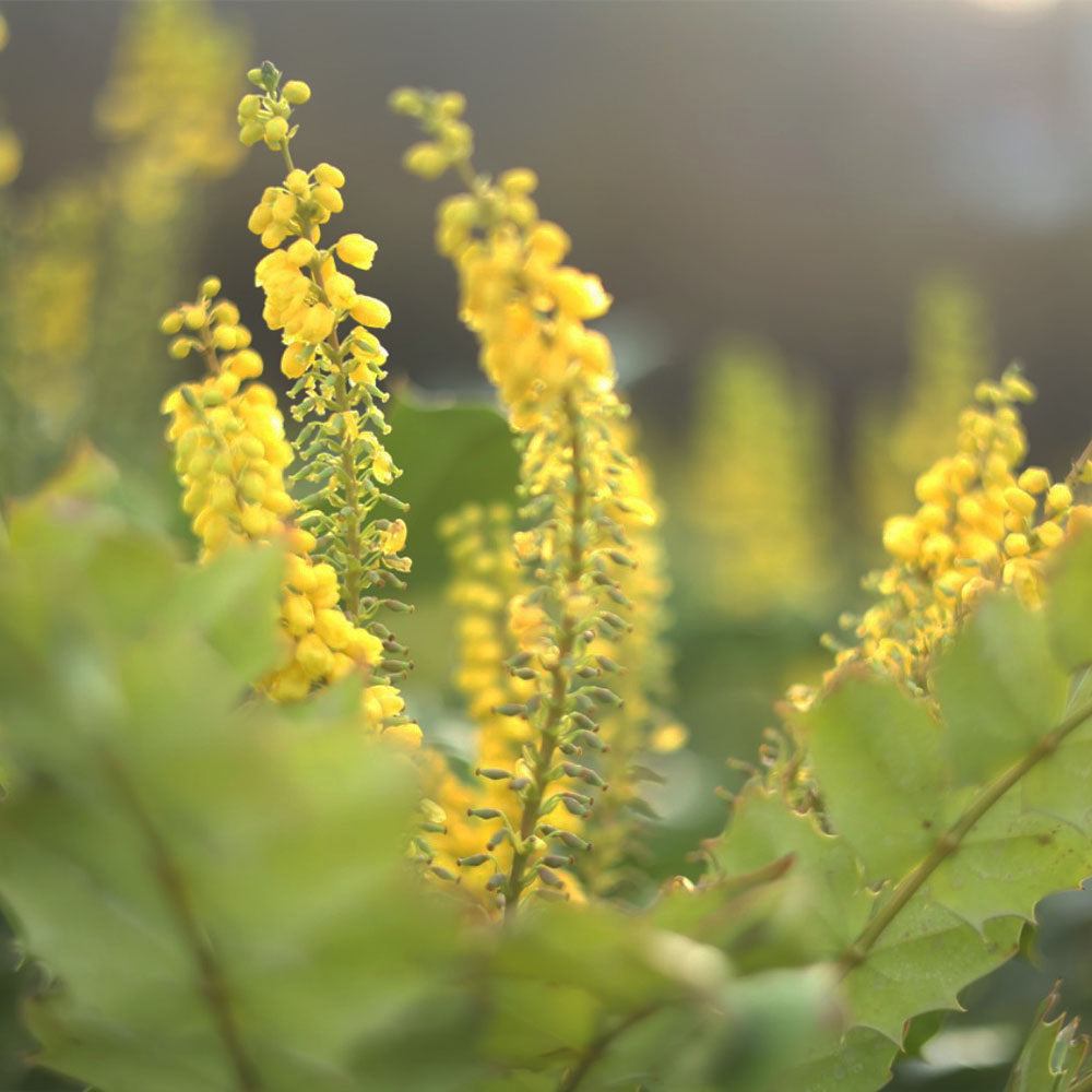 Mahonia Media X Charity - İthal Dikenli Mahonya (100-125 cm)