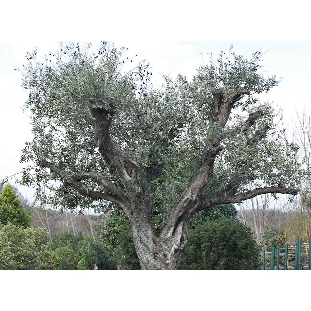 Olea europaea - Zeytin (300-350 cm)