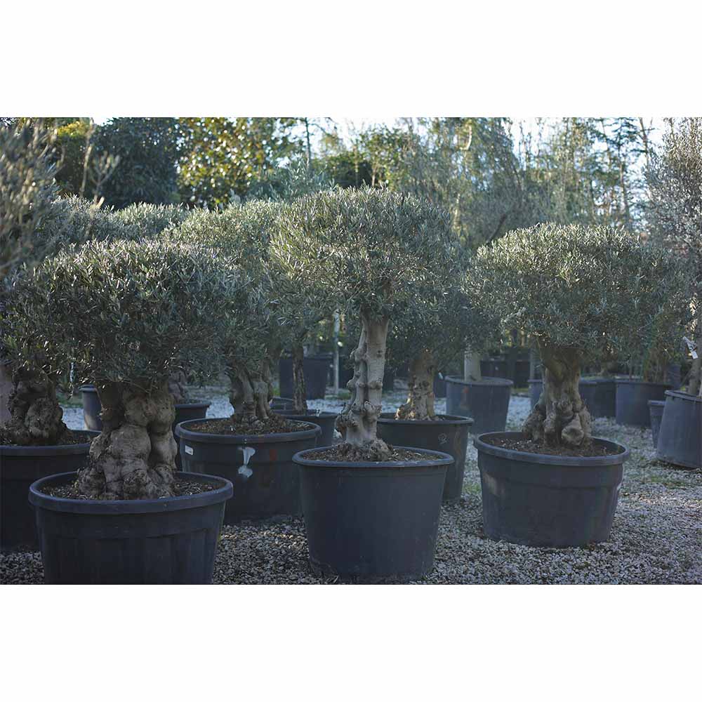 Olea Europaea - Zeytin (160 Lt) | Greenmall