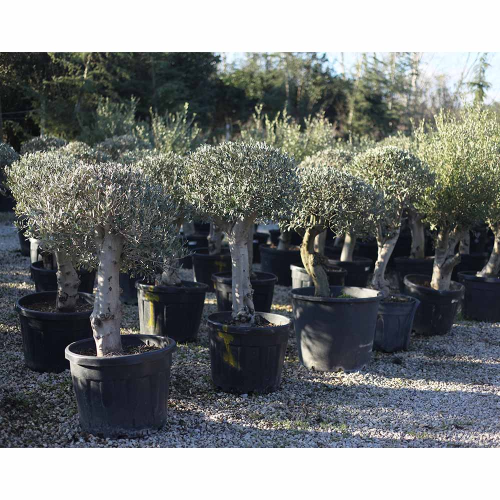 Olea europaea - Zeytin (90 Lt)