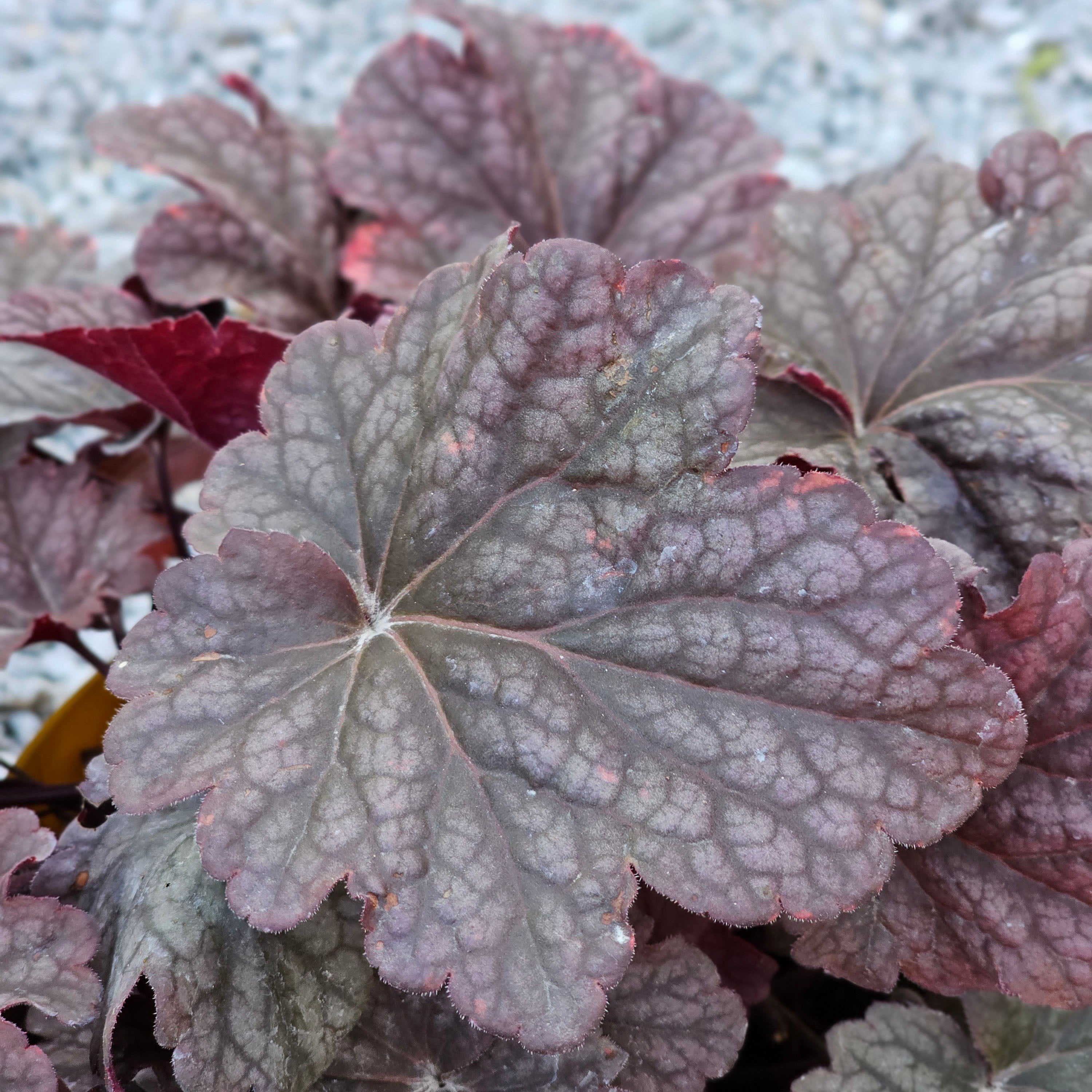 Heuchera Berry Smothie 5 LT