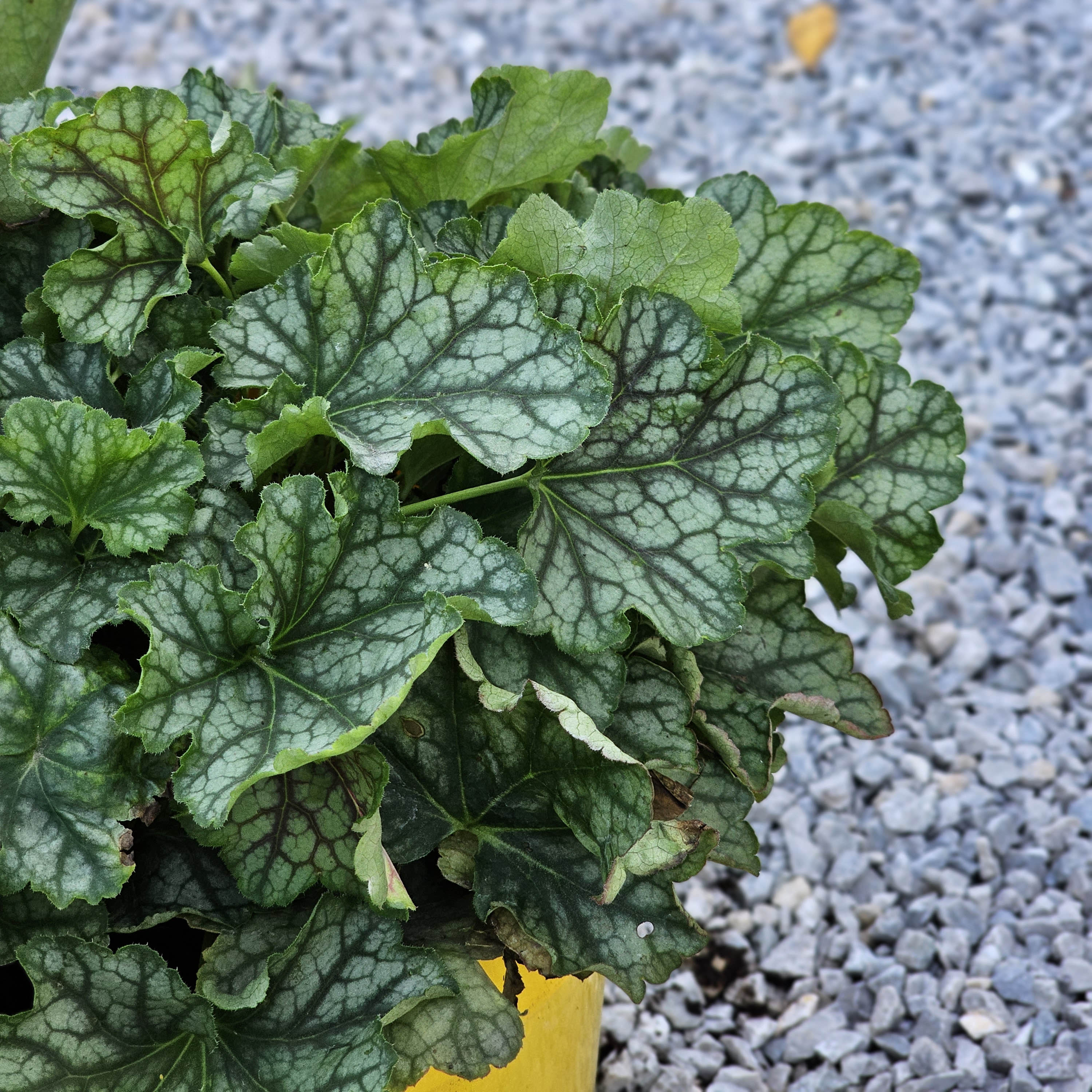 Heuchera 'Birkin' (5 Lt)