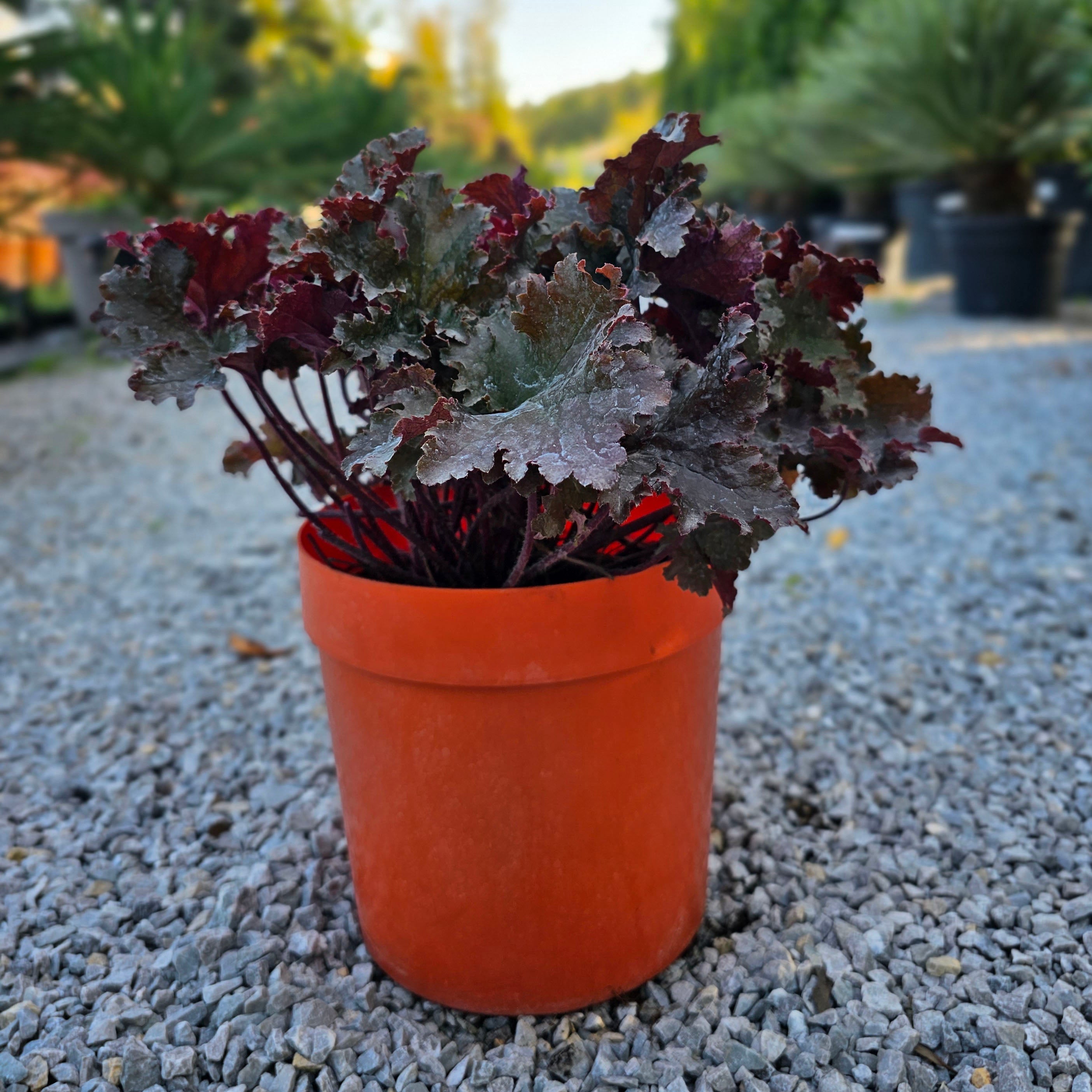 Heuchera 'Black Taffeta' (5 Lt)