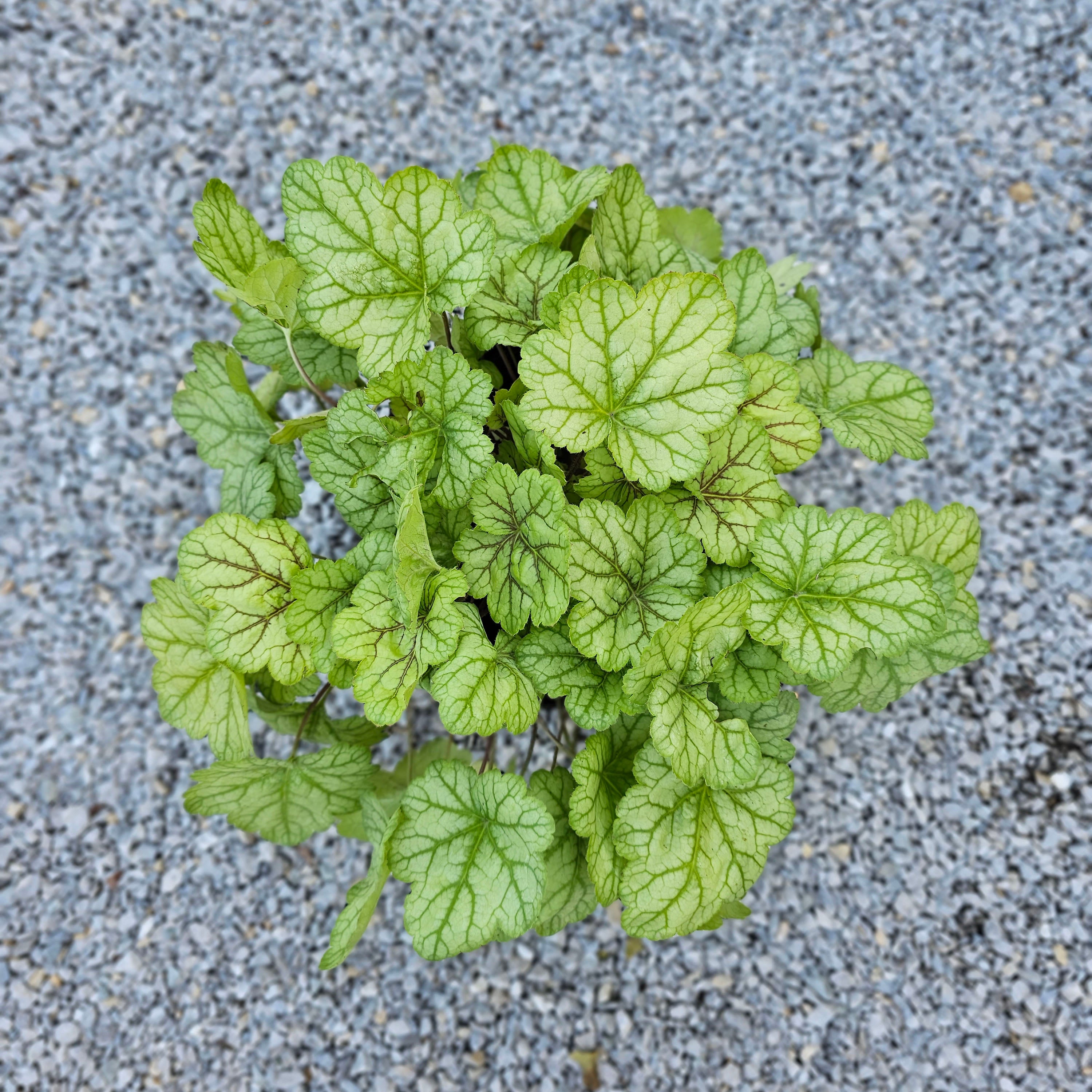 Heuchera 'Circus' (5 Lt)