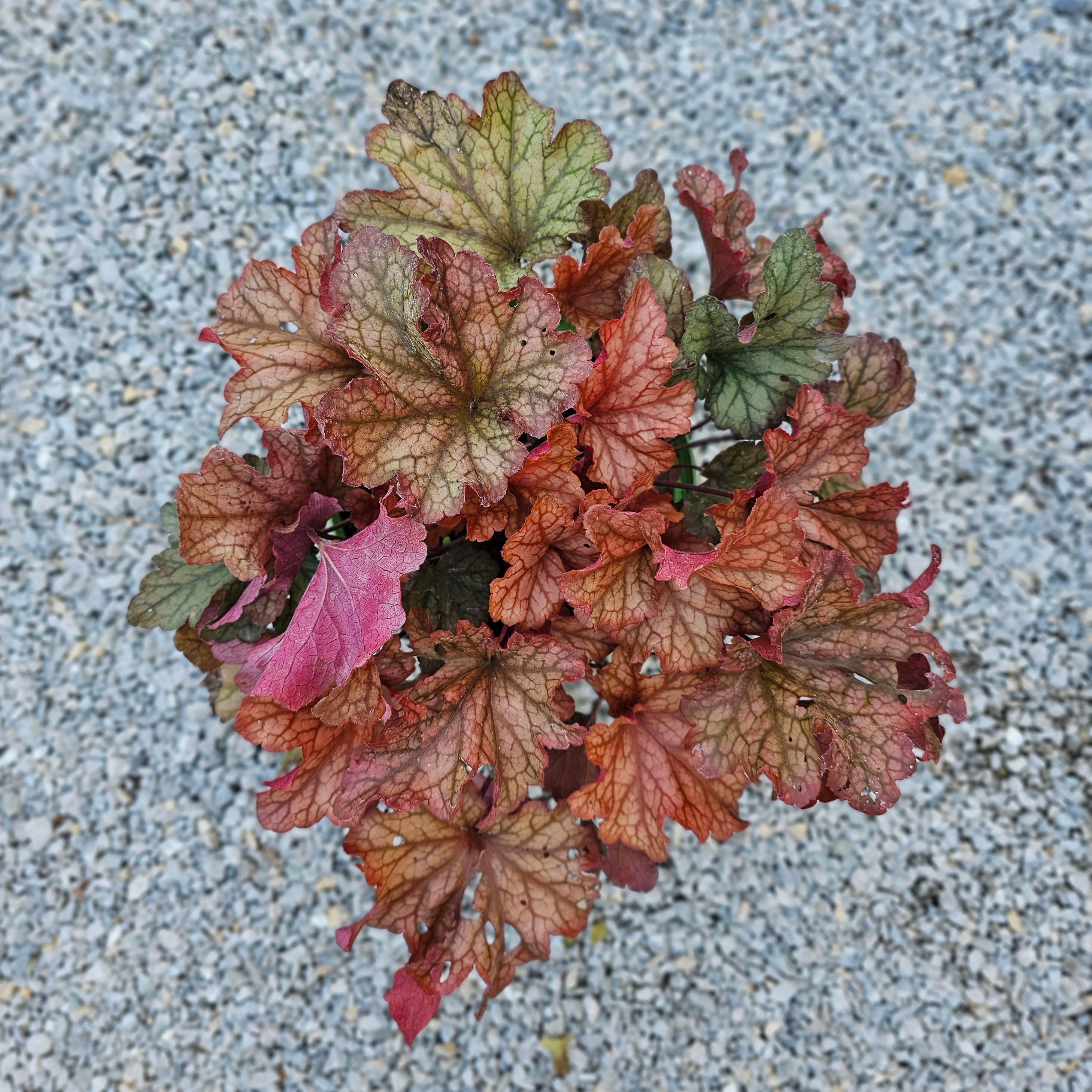 Heuchera Paprika 5 LT