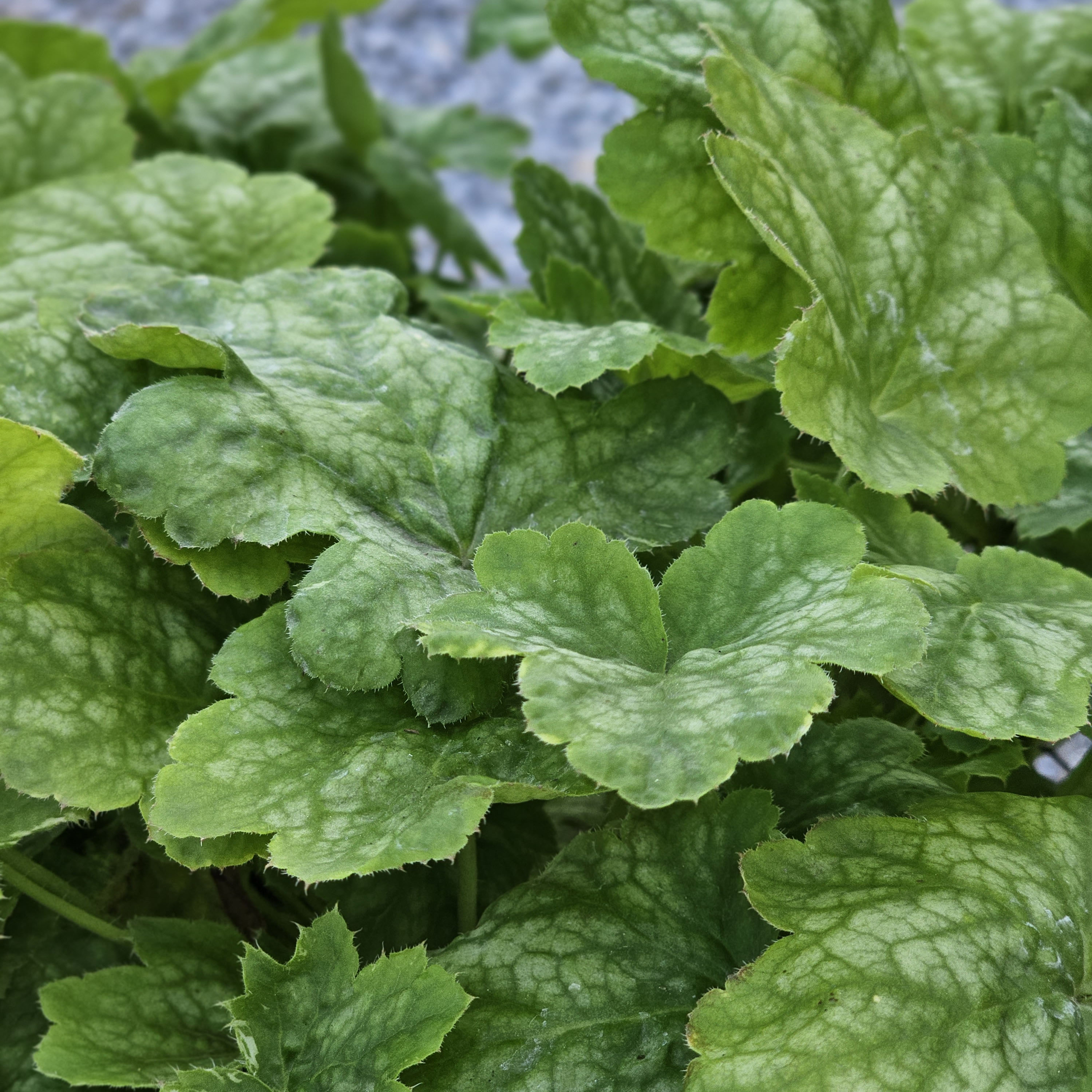 Heuchera Renoir 5 LT