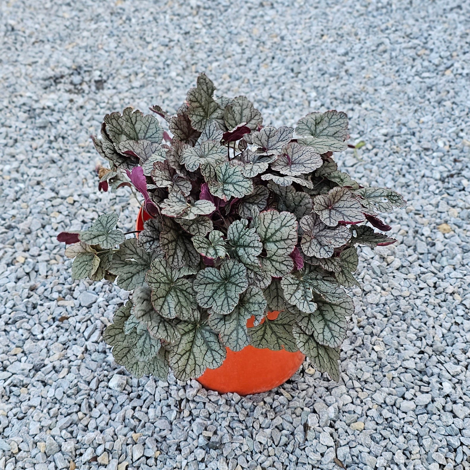 Heuchera Silver Scrolls 5 LT