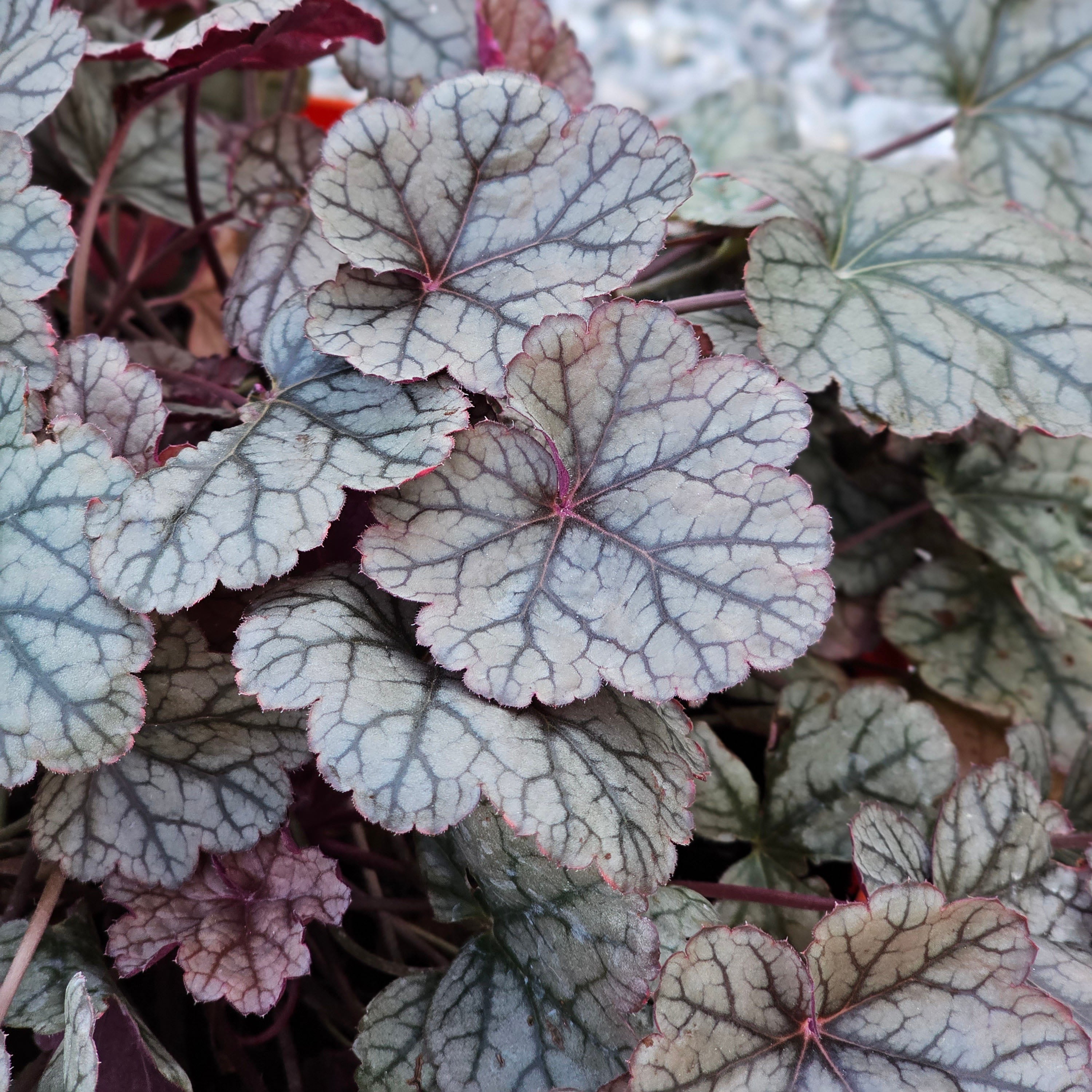 Heuchera Silver Scrolls 5 LT