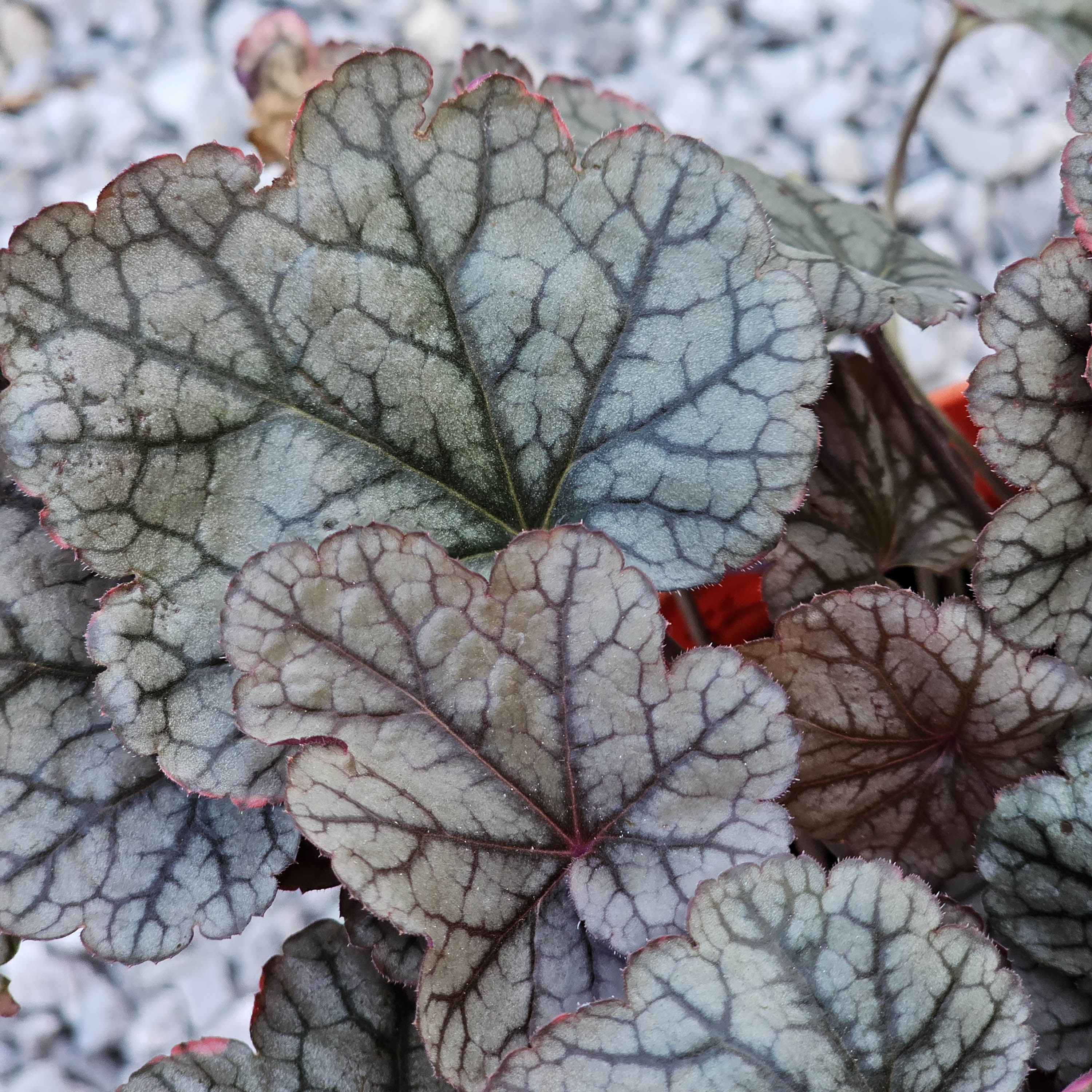 Heuchera Silver Scrolls 5 LT