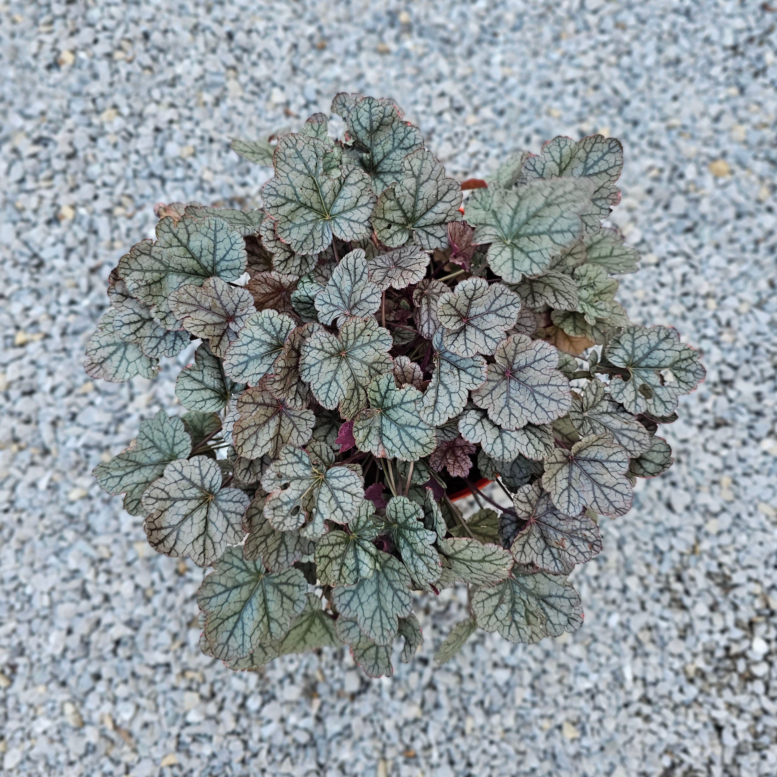 Heuchera Silver Scrolls 5 LT