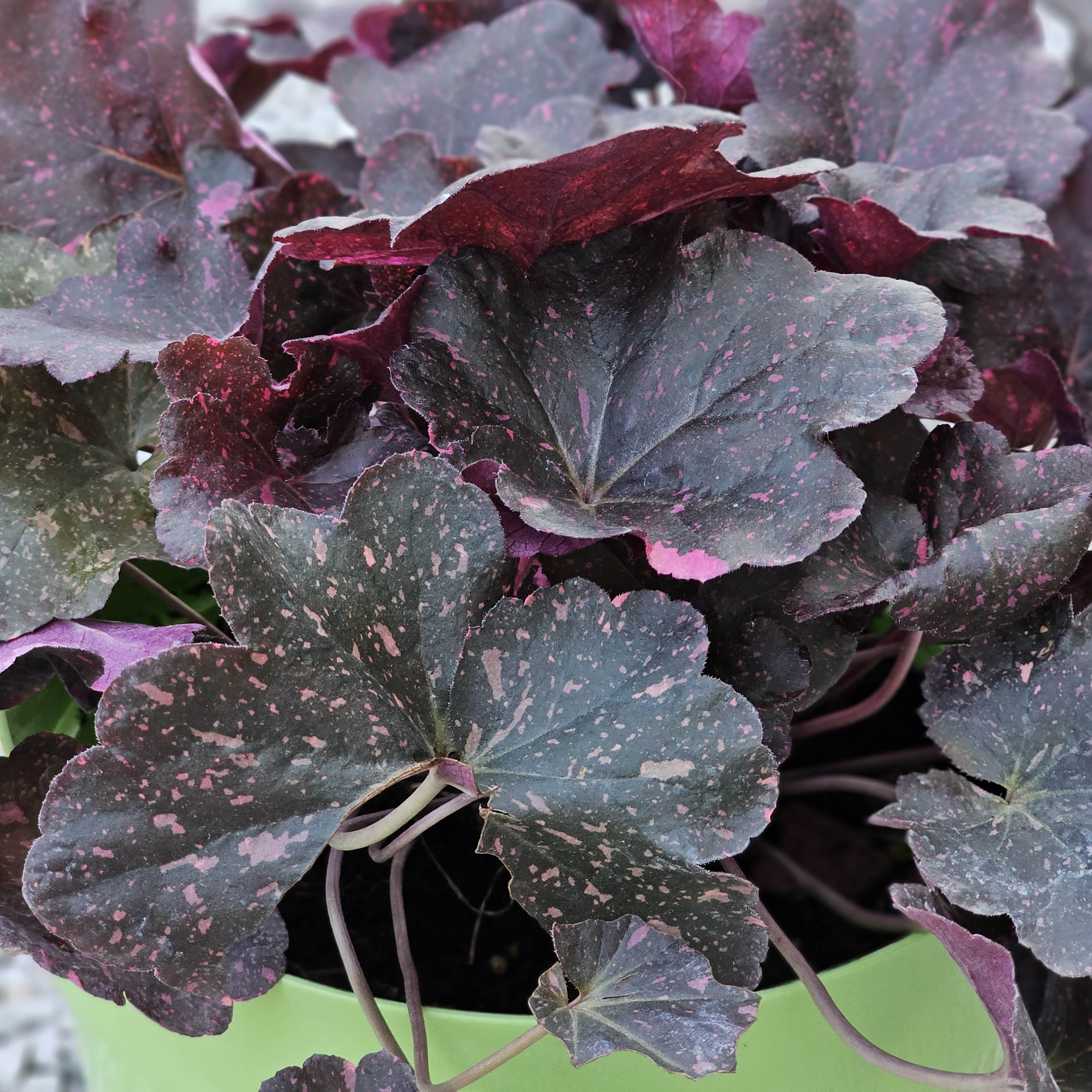 Heuchera Wwild Rose 5 LT